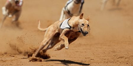 Hunderennen Wetten